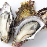 Akkeshi Oyster